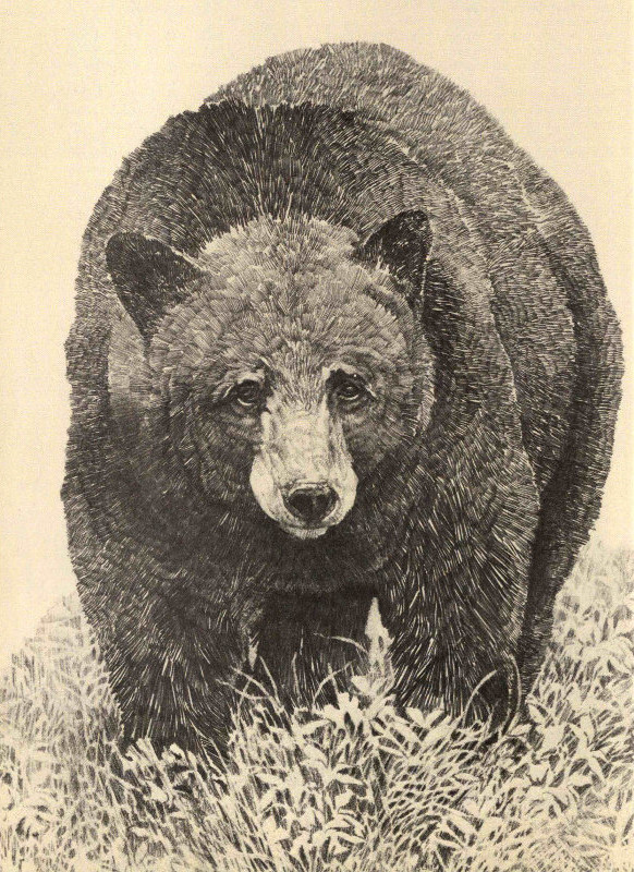 Bear