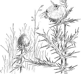 thistles