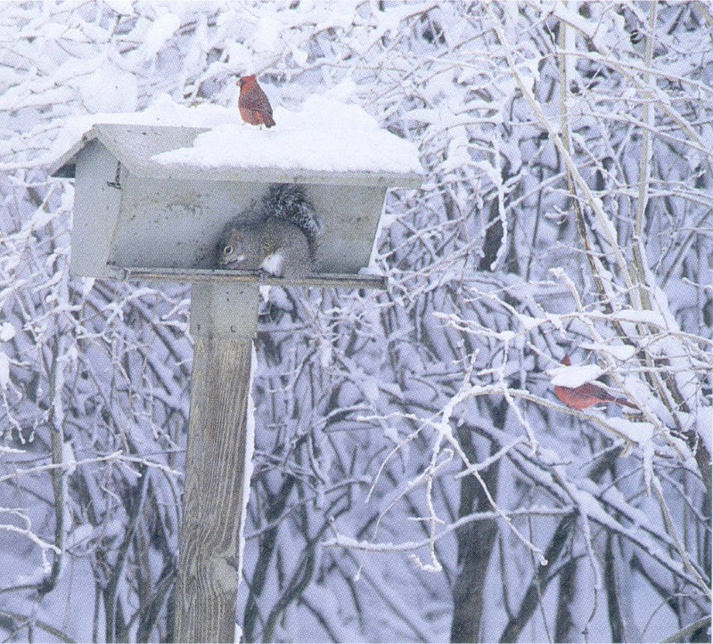 Squirrel on feeder