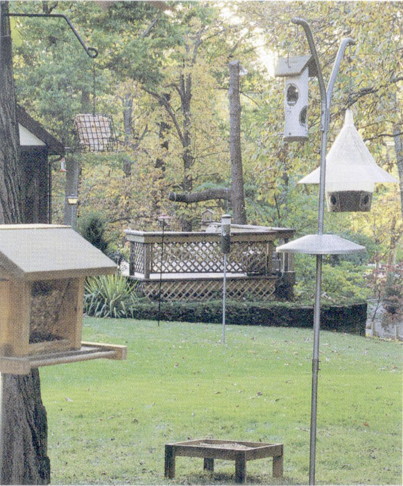 Variety of bird feeders