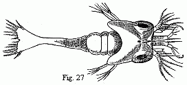 Fig. 27. Zoëa of a
Palæmon residing upon Rhizostoma cruciatum, Less., magnified.