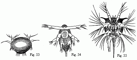 Figs. 53 and 54.
Nauplii of Copepoda, the former magnified, the latter magnified 2x. Fig. 55.
Nauplius of Tetraclita porosa after the first moult, magnified 90 diam. The
brain is seen surrounding the eye, and from it the olfactory filaments issue;
behind it are some delicate muscles passing to the buccal hood.