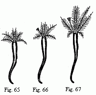 (Figs. 65 to 67.
Young Tubicolar worms, magnified with the simple lens: 65. Without operculum,
Protula-stage. 66. With a barbate opercular peduncle, Filograna-stage; With a
naked opercular peduncle, Serpula-stage.