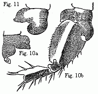 Fig. 10. Coxal lamella of the penultimate pair of feet of the male (a), and coxal lamella, with the three following joints of the same pair of feet of the female (b) of Melita Messalina, magnified.<br>
Fig. 11. Coxal lamella of the same pair of feet of the female of M. insatiabilis.