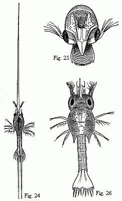 Fig. 24. Zoëa of Porcellana stellicola, F. Müll. Magnified. Fig. 25. Zoëa of the Tatuira (Hippa emerita), magnified. Fig. 26. Zoëa of a small Hermit Crab, magnified .