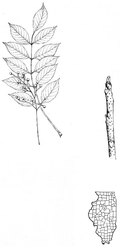 POISON SUMAC