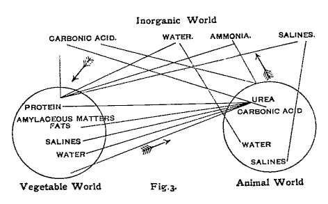 Fig. 3: the curious relation of the animal with the plant