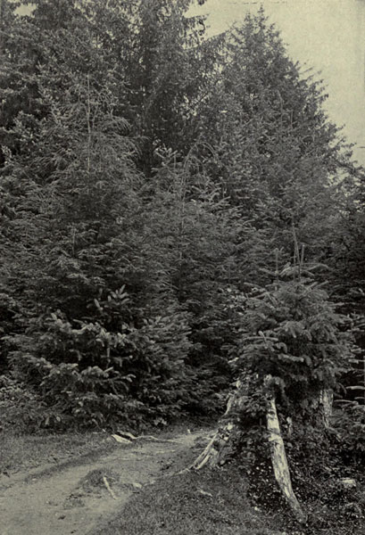 Alaskan Hemlocks
and Spruces, Sitka