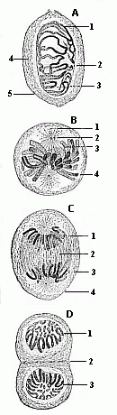 Fig. 11 Indirect or
mitotic cell-division.