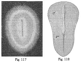 Fig.117. Oval germinal disk of the
rabbit, magnified. Fig. 118. Pear-shaped germinal shield of the rabbit (eight
days old), magnified.