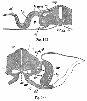 Figs. 143 and 144. Transverse sections of embryos
(of chicks).