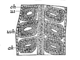 Fig.163. Frontal (or
horizontal-longitudinal) section of a triton-embryo with three pairs of
primitive segments.