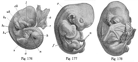 Figs. 176-178. Embryos of the bat
(Vespertilio murinus) at three different stages.