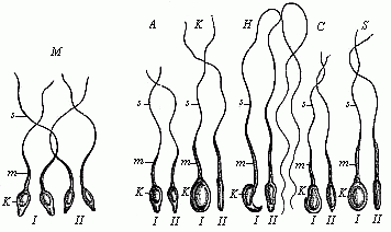 Fig.20 Spermia or
spermatozoa of various mammals.