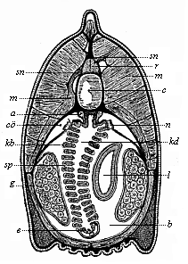 Fig.219. Transverse
section of the head of the Amphioxus.