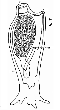 Fig.220. Organisation
of an Ascidia (left view).