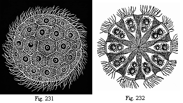 Fig.231. The Norwegian Magosphaera
planula, swimming about by means of the lashes or cilia at its surface. Fig.
232. Section of same, showing how the pear-shaped cells in the centre of the
gelatinous ball are connected by a fibrous process.