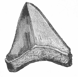 Fig.252. Tooth of a
gigantic shark (Carcharodon megalodon), from the Pliocene at Malta.