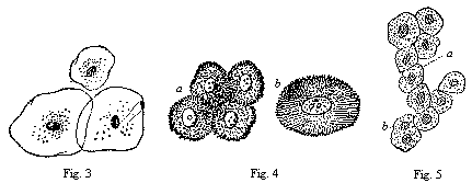 Fig.3 Three epithelial
cells. Fig. 4 Five spiny or grooved cells. Fig. 5 Ten liver-cells.