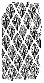 Fig.351. Scales or
cutaneous teeth of a shark (Centrophorus calceus).