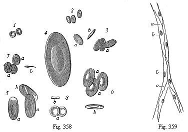 Fig.358. Red
blood-cells of various Vertebrates. Fig. 359. Vascular tissues or endothelium
(vasalium). A capillary from the mesentery.