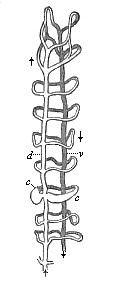 Fig.362. Vascular system
of an Annelid (Saenuris), foremost section.