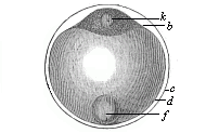 Fig.52. Ovum of a
deep-sea bony fish.