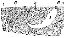 Fig. 55 Longitudinal
section through the blastula of a shark.