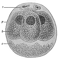 Fig.63. Ovum of the
opossum (Didelphys) divided into four.