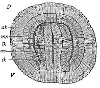 Fig.77. Coelomula of
sagitta, in section.