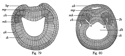 Figs. 79 and 80. Transverse section of
amphioxus-larvae.