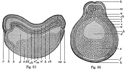 Figs. 85 and 86. Chordula of the amphibia (the
ringed adder).