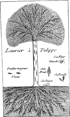 Magnolia (on p. 218)